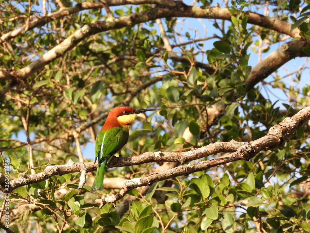 Little green bee eater sitting on a branch, nature Sri Lanka.
