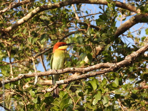 Little green bee eater sitting on a branch  nature Sri Lanka.