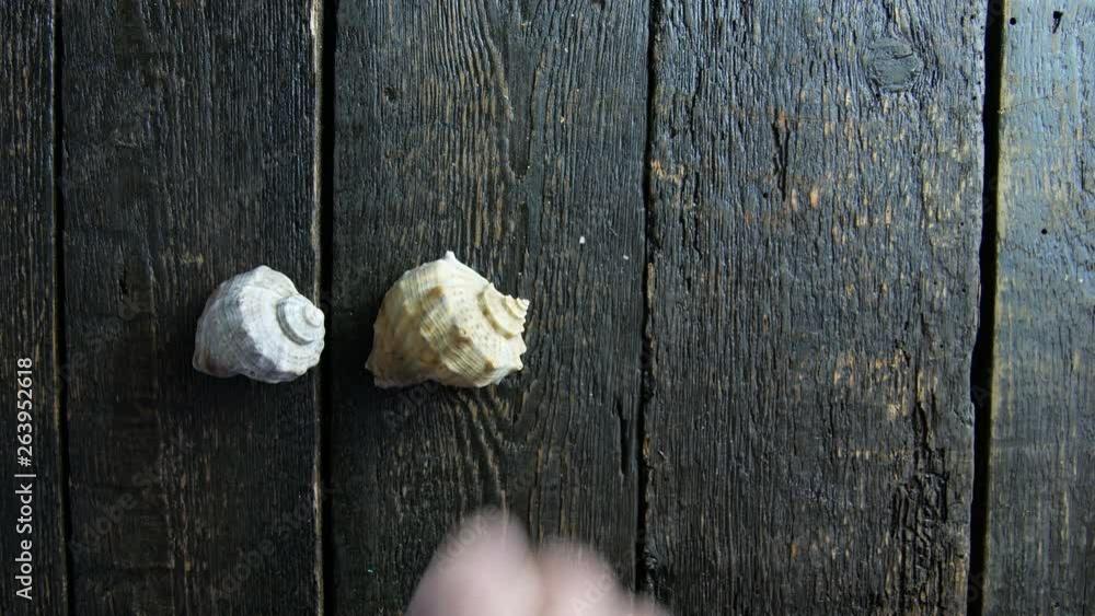 Hand puts mollusc shells on wooden background Hand puts mollusc shells on wooden background