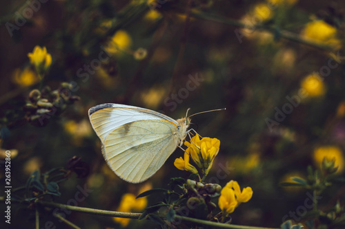 White cabbage butterfly sits on a yellow flower on a blurred background. Pieris rapae from family Pieridae. White textured wings. Yellow meadow pea. Medicinal plant. Macro closeup. Insects are pests.