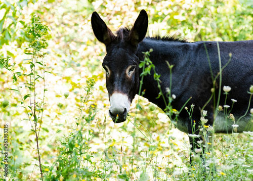close-up of a donkey in a countryside
