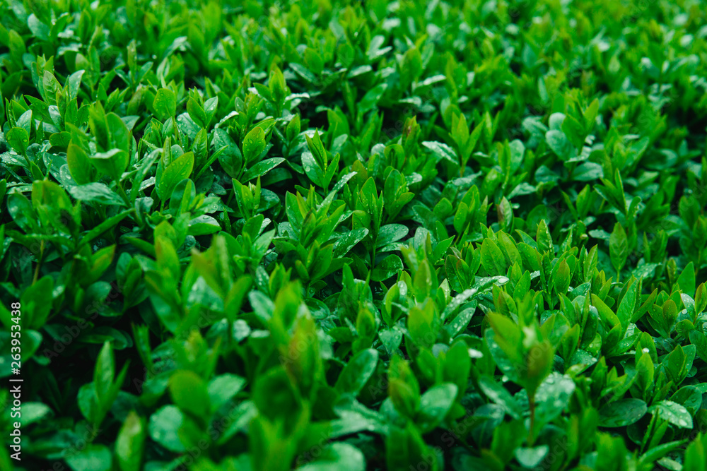 Fresh young green leaves of a shrub covered with water drops.
