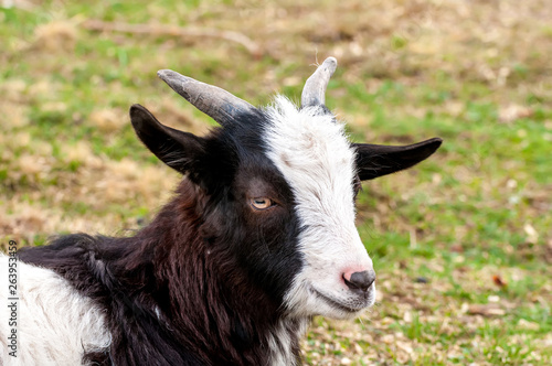 View on a goat lying on the field