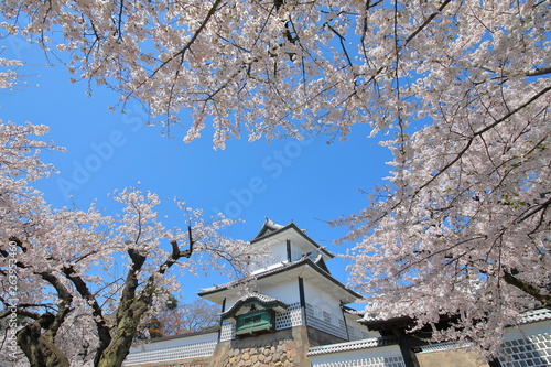 Kanazawa old castle cherry blossom tree Japan © tktktk
