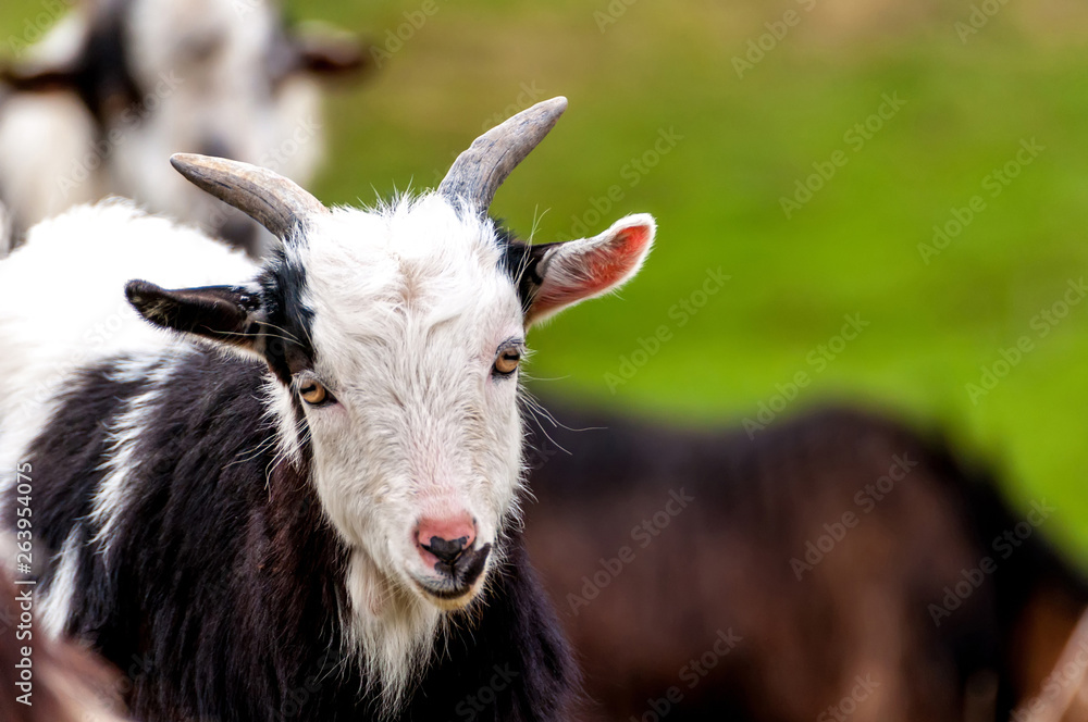Fototapeta premium Portrait of a small young goat