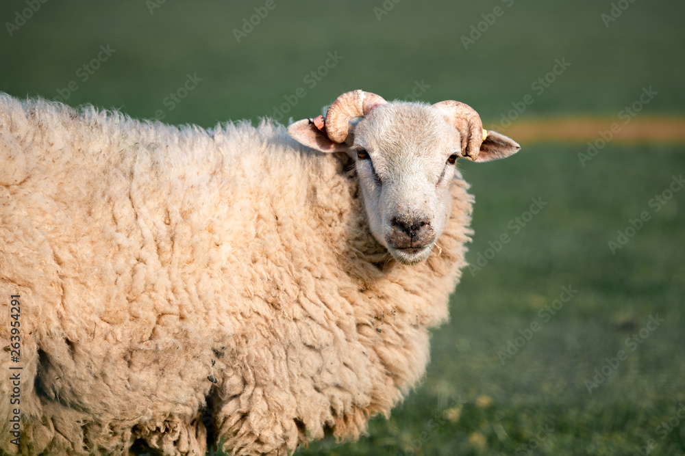 portrait of a sheep in the field in England portrait of a sheep in the field in England