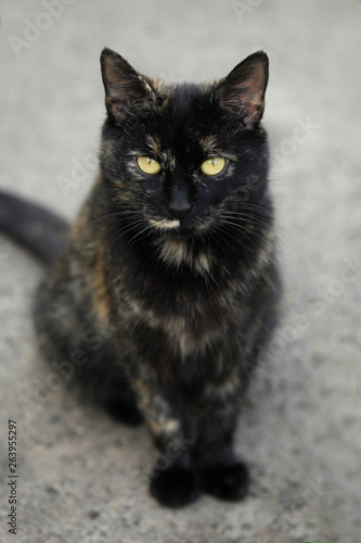portrait of fluffy street cat