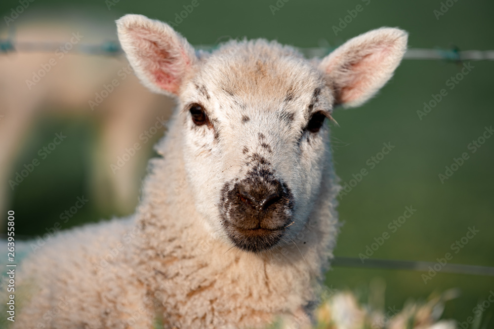 Obraz premium portrait of a sheep in the field in England