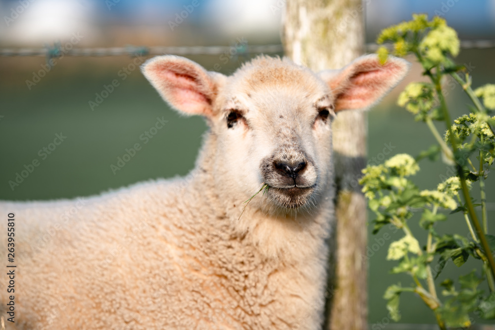 Naklejka premium portrait of a sheep in the field in England