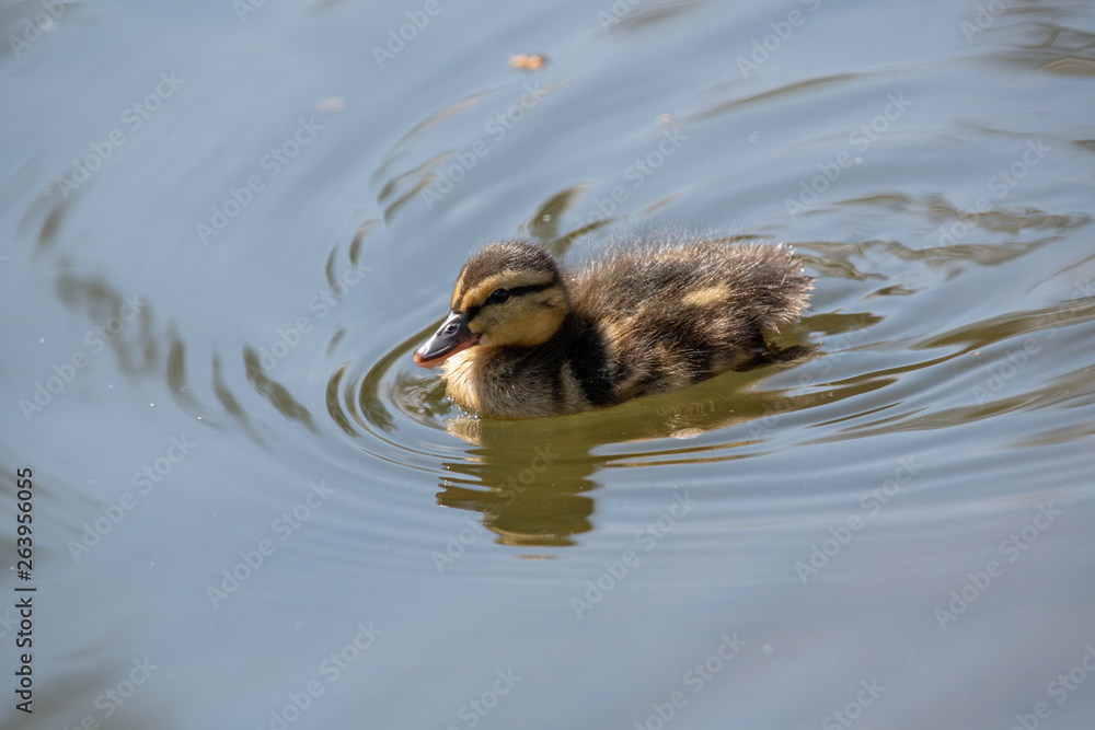Small ducks on a pond. Fledglings newborn mallards.(Anas platyrhynchos) Small ducks on a pond. Fledglings newborn mallards.(Anas platyrhynchos)