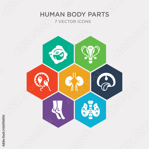 simple set of thyroid, tiptoe feet, tonsil, two kidneys icons, contains such as icons two spermatozoon, uterus and fallopian tube, white blood cell and more. 64x64 pixel perfect. infographics vector