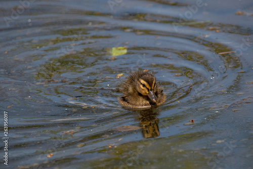 Small ducks on a pond. Fledglings newborn mallards.(Anas platyrhynchos)