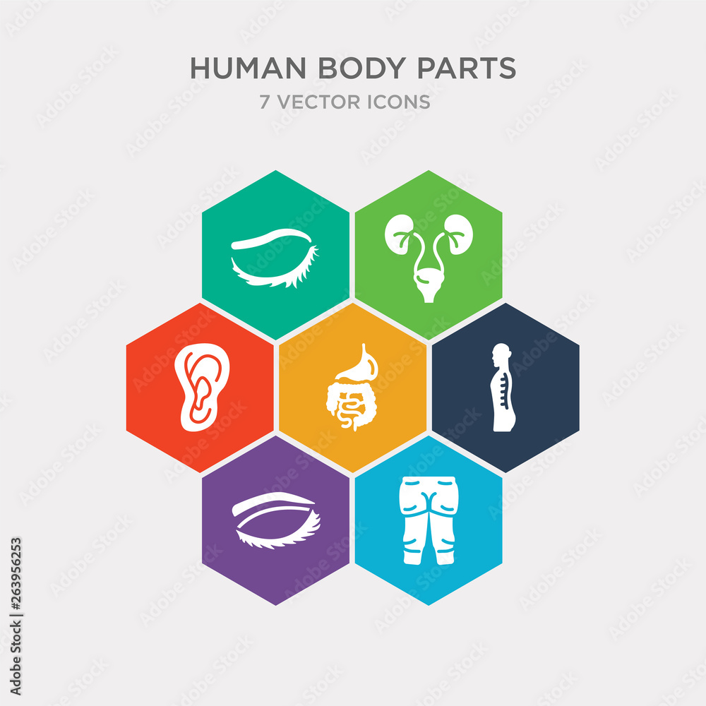 simple set of cellulite, closed eyes with lashes and brows, column inside a male human body in side view, digestive system icons, contains such as icons ear lobe side view, excretory system, eye