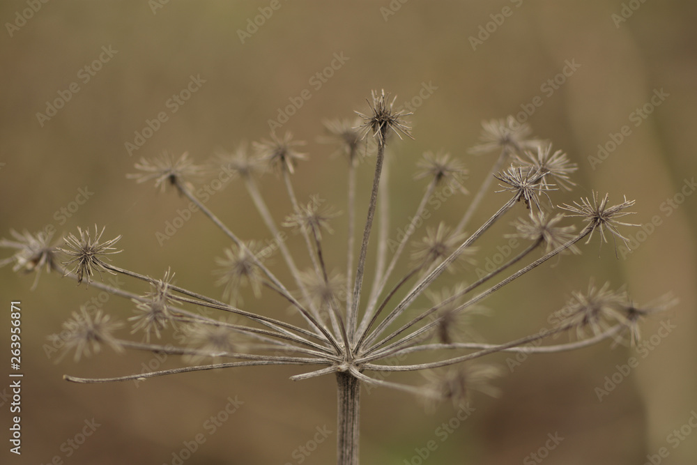 dry plant close up