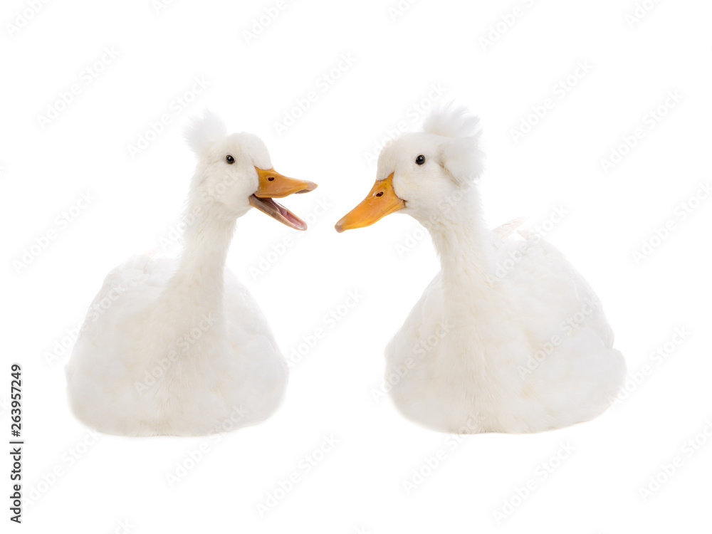 two beautiful and clean white duck isolated two beautiful and clean white duck isolated