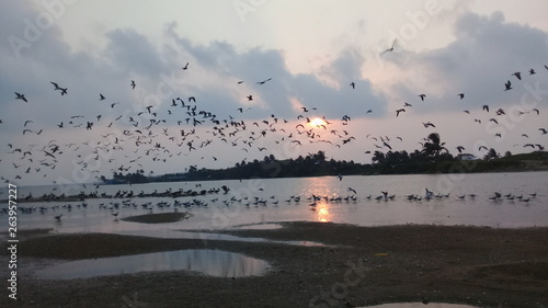Fotografie Mira las aves del cielo como vuelan sin parar nunca se merende hambre pues las alimenta el señor