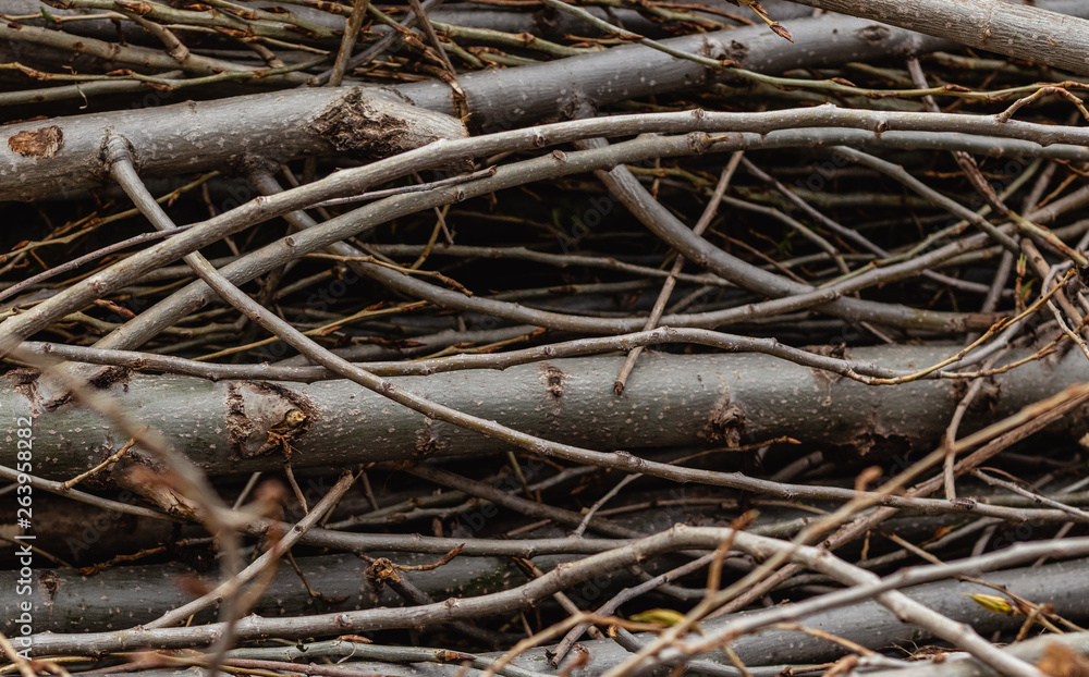 severed branches of different sizes severed branches of different sizes