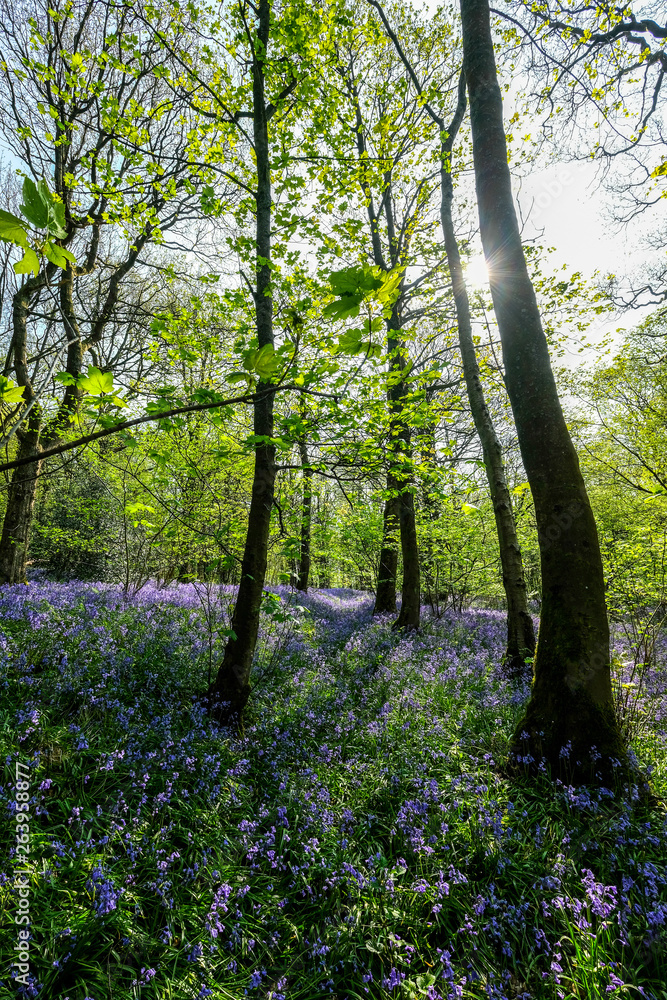 Bluebell Woods Bluebell Woods