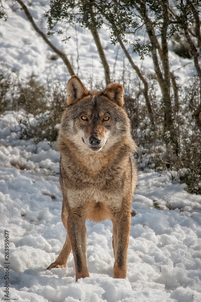 Naklejka premium Lobo Iberico (Canis Lupus Signatus)