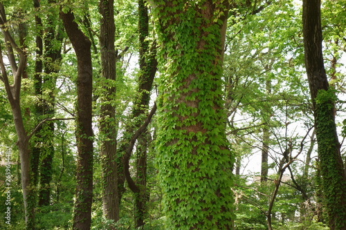 Wooded area of ​​spring 