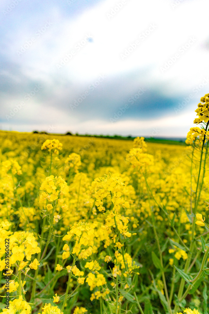 yellow field of oilseed rape with amazing sky yellow field of oilseed rape with amazing sky