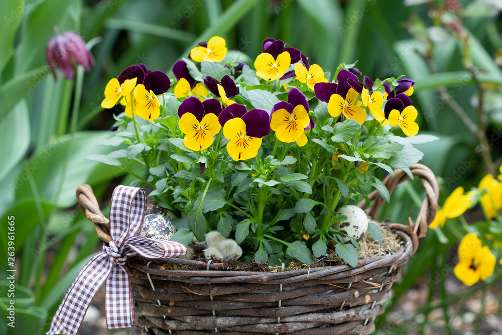 Hornveilchen in Gelb und Lila im Korb im Frühlingsgarten