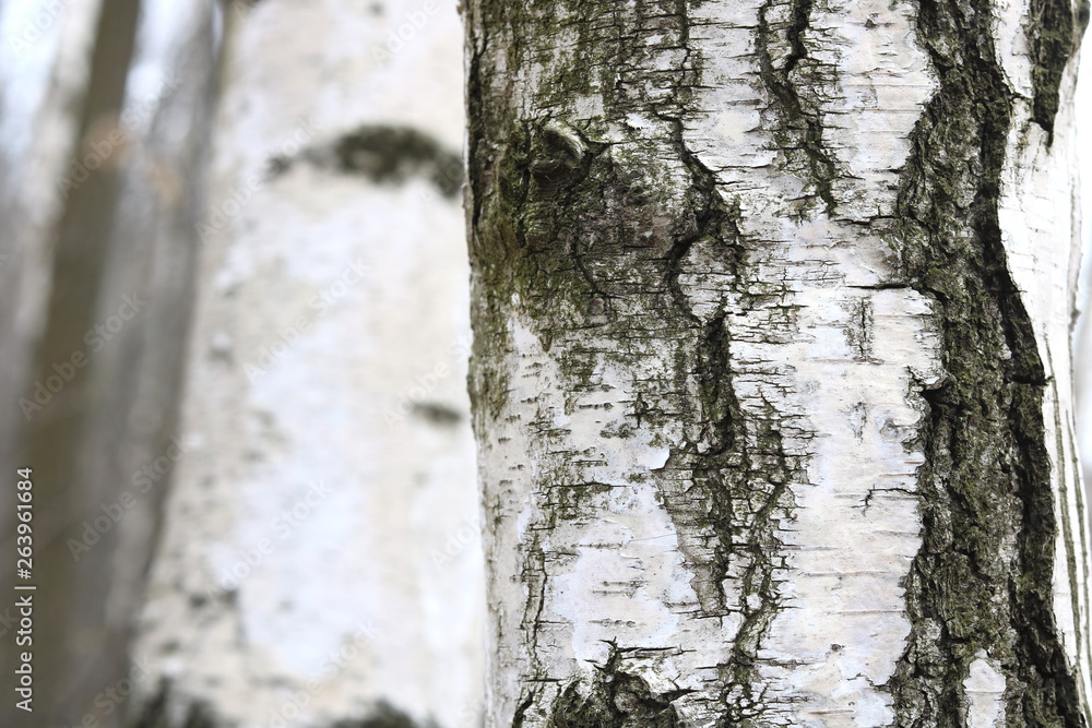 Fototapeta premium Birch trees with black and white birch bark as natural birch background with birch texture
