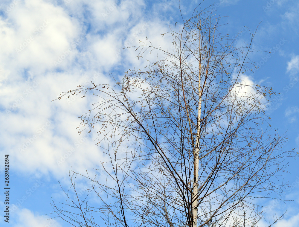 birch tree branches against the blue sky in spring birch tree branches against the blue sky in spring