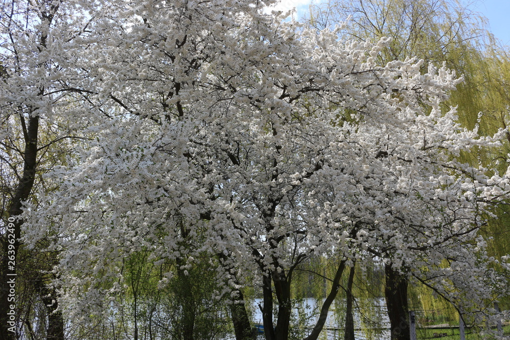Fruit tree bloomed in white fragrant flowers in spring Fruit tree bloomed in white fragrant flowers in spring