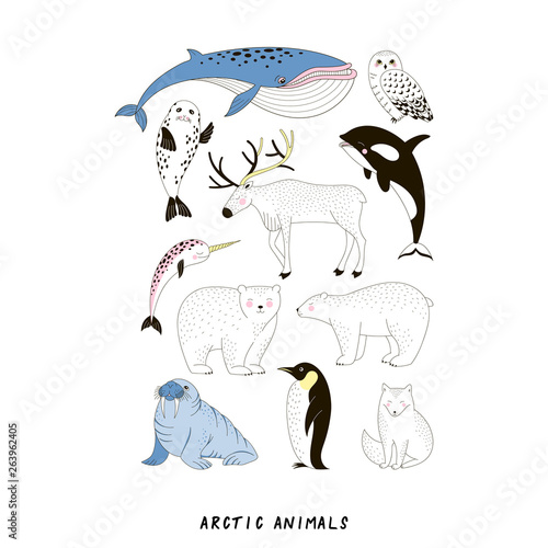 Arctic Animale vector set. Polar Bear Walrus Penguin Narwal Seal Reindeer Killer Whale Arctic Fox Owl doodle linear drawing. Noth Polar creature collection in Scandinavian style.