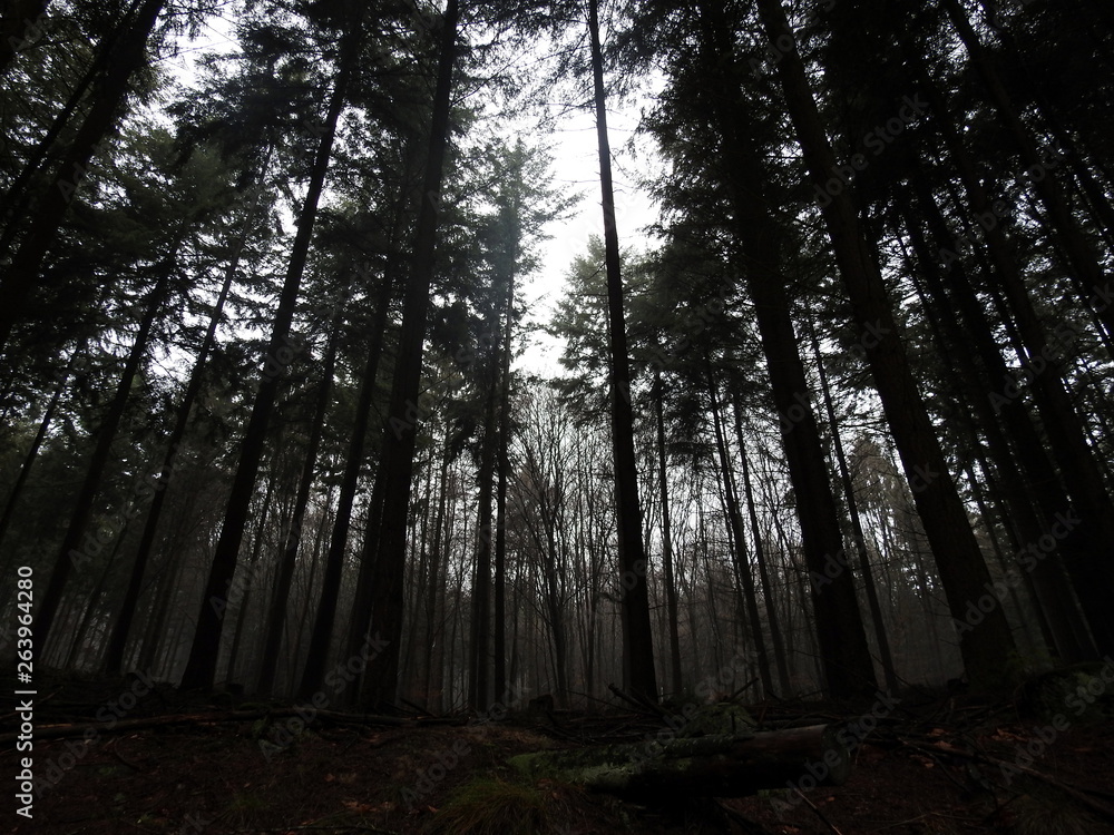 Fototapeta premium Wald, Landschaft, Pilze