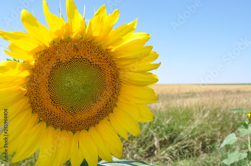 Sunflower and Field