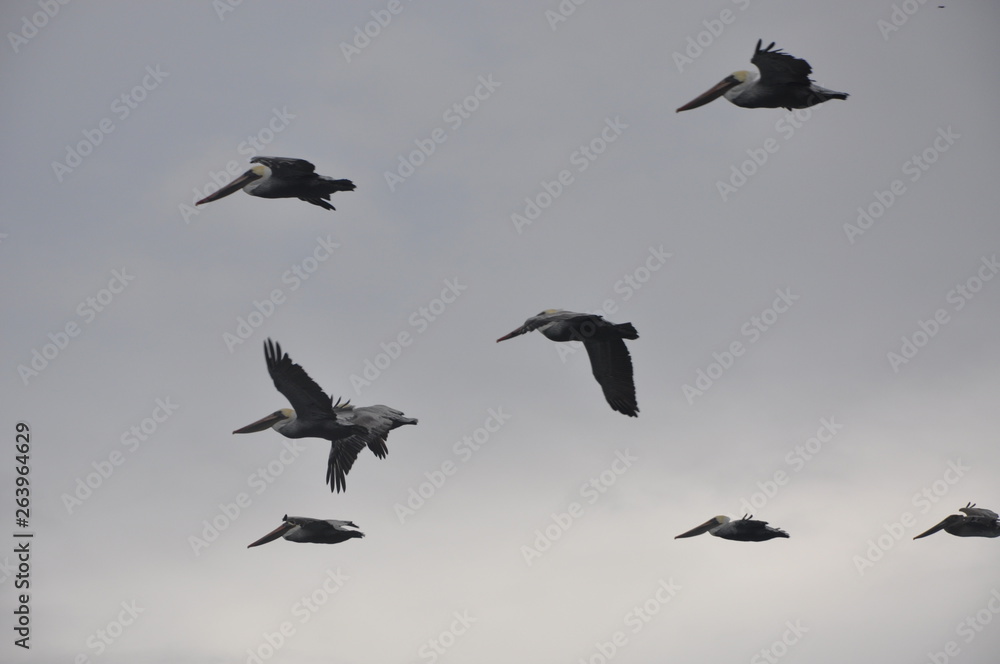 Fototapeta premium Flock of Pelicans