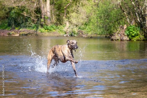 Brindled whippet playing in a river