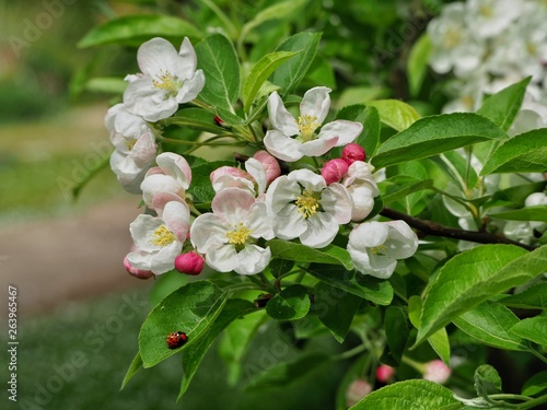 Fototapeta Naklejka Na Ścianę i Meble -  Crab Apple Blossom 