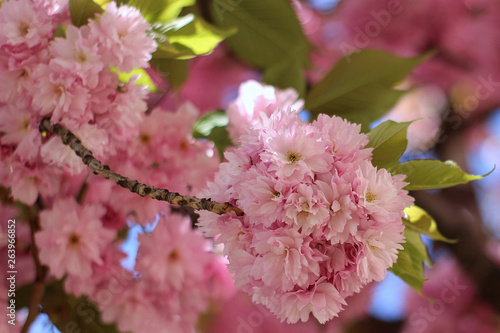 pink sakura blooming in the garden