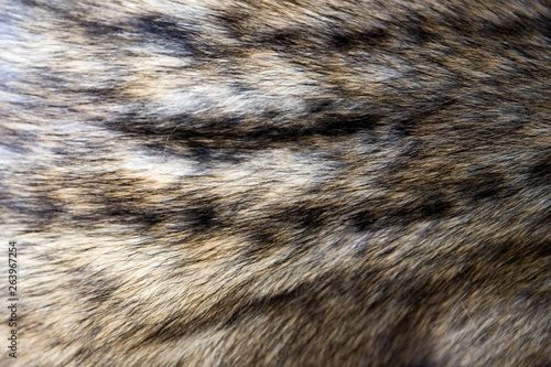 Asian palm civet fur