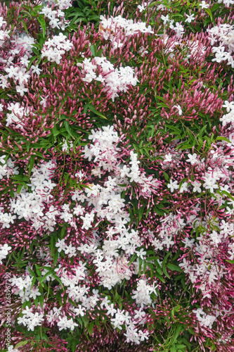 Springtime. Blooming pink jasmine vine ( Jasminum polyanthum ), texture