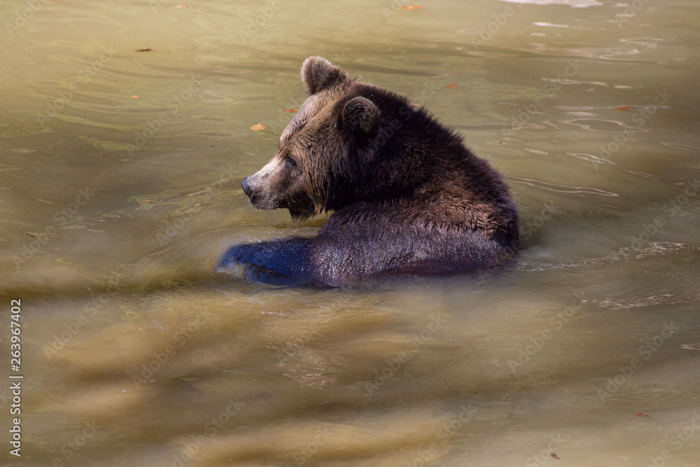 Braunbär relaxed in einem Wasserloch Braunbär relaxed in einem Wasserloch