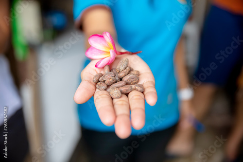 Raw cacao beans with baline...