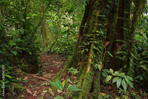 Hanging Bridges Trail near Heliconias Rainforest Lodge in Bijagua in Costa Rica