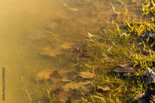 Edge of an pond with murky water and old leaves 