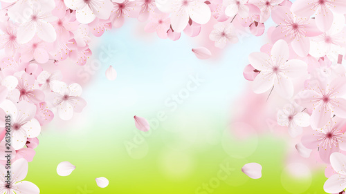 Blossoming light pink sakura flowers