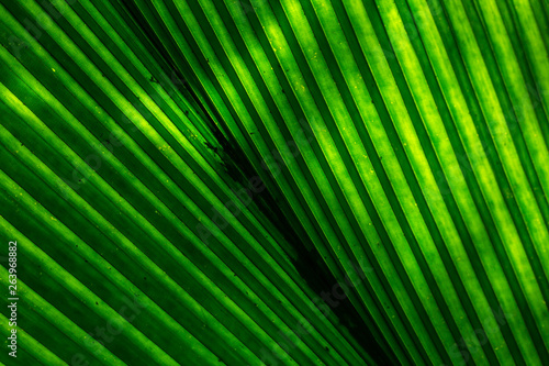 tropical green leaf