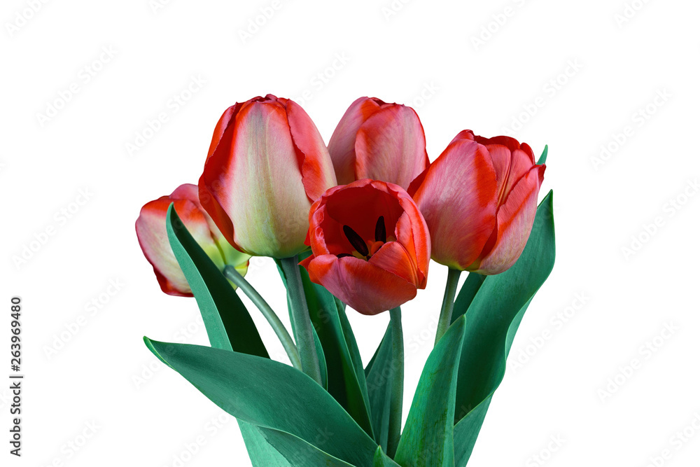 Fototapeta premium bouquet of red tulips isolated on white background