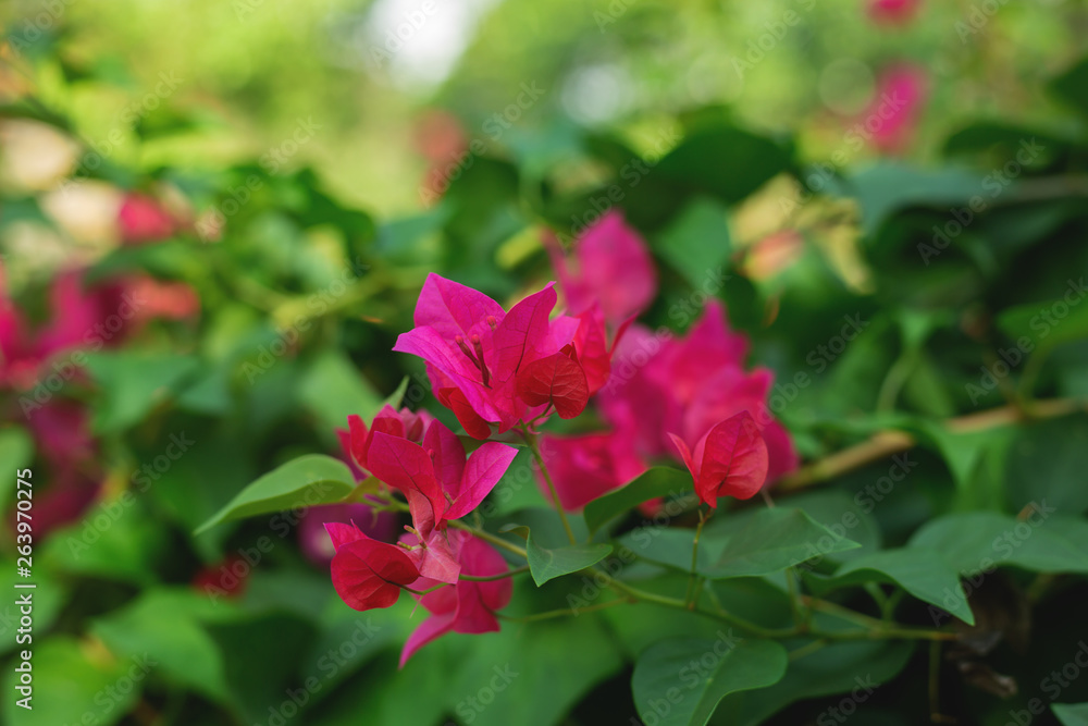 Pink flowers nature background.