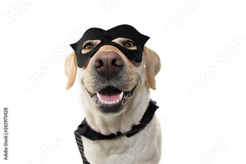 DOG SUPER HERO COSTUME. LABRADOR RETRIEVER WEARING A BLACK MASK AND A CAPE.  CARNIVAL OR HALLOWEEN HOLIDAY. ISOLATED STUDIO SHOT AGAINST WHITE BACKGROUND. © Sandra