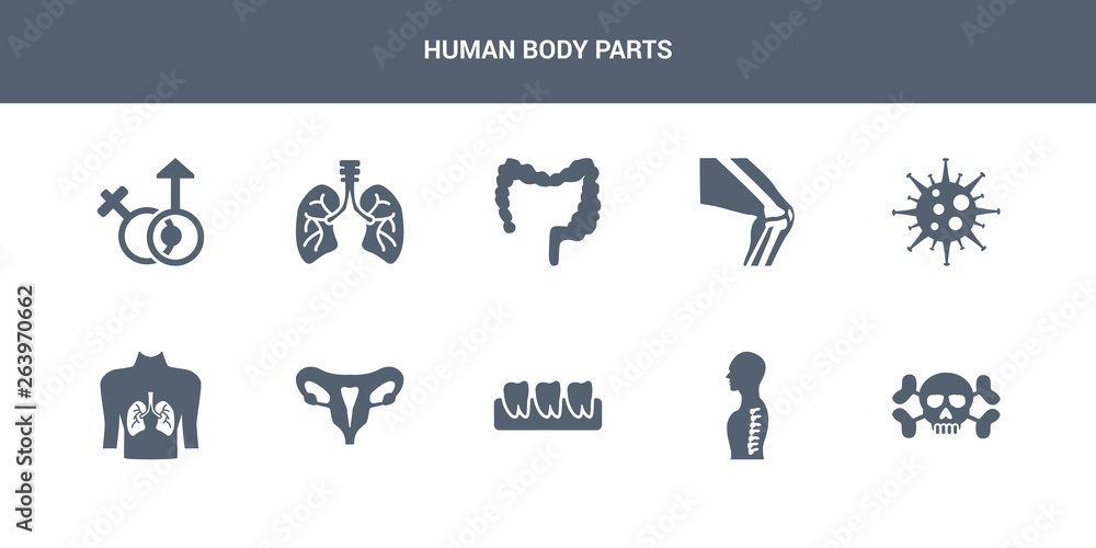 10 human body parts vector icons such as human skull with crossed bones, human spine, teeth, uterus, with focus on the lungs contains immune system, kneecap, large intestine, lungs with the trachea, 10 human body parts vector icons such as human skull with crossed bones, human spine, teeth, uterus, with focus on the lungs contains immune system, kneecap, large intestine, lungs with the trachea,