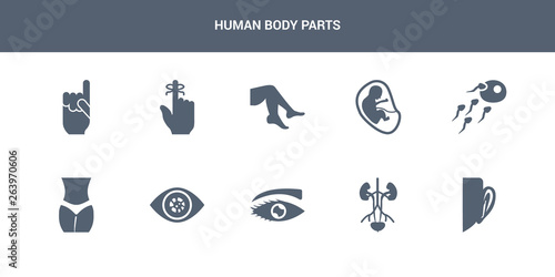 10 human body parts vector icons such as ear, excretory system, eye with lashes, eye variant with enlarged pupil, female hips and waist contains fertilization, fetus in an uterus, foot side view,
