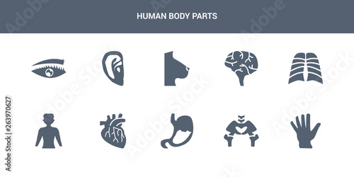 10 human body parts vector icons such as hand showing palm, hip bone, human abdomen, human artery, body standing black contains body with x ray plate focusing on stomach, brain, breast, ear,